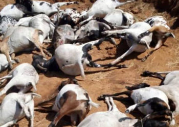 Karimojongs threaten to attack Chinese camps over poisoned goats