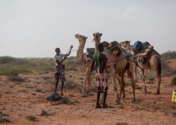 Men take care of their camels in Somalia.