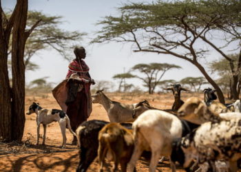 Tackling , animal diseases , export markets , southern Africa